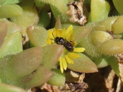 Ceratina