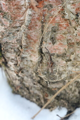 Poa nemoralis