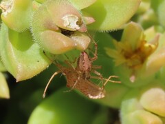 Oxyopes