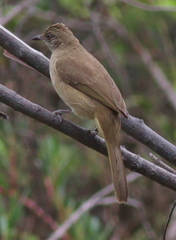Pycnonotus conradi