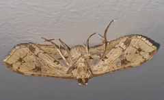 Thyrididae