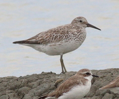 Calidris tenuirostris