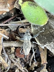 Teratopactus nodicollis