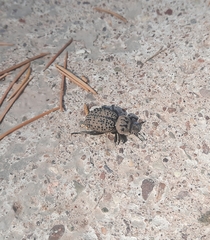 Scotobius pilularius