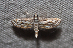 Parapoynx fluctuosalis