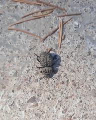 Scotobius pilularius