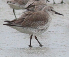 Calidris