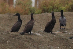 Phalacrocorax fuscicollis