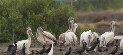 Pelecanus philippensis