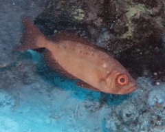 Priacanthus hamrur