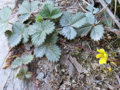 Potentilla matsumurae