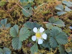 Fragaria hayatae