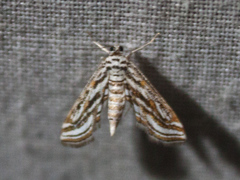 Parapoynx fluctuosalis