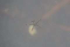 Limnogonus fossarum