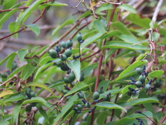 Lonicera acuminata