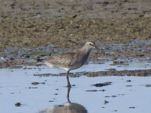 Correlimos gordo (Calidris canutus)