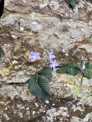 Streptocarpus polyanthus polyanthus