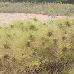 Spinifex littoreus