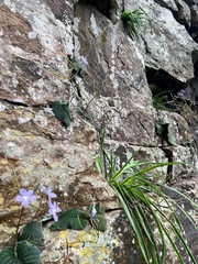 Streptocarpus polyanthus polyanthus