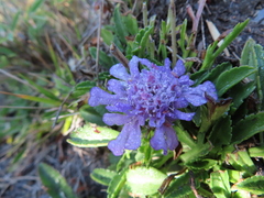 Scabiosa lacerifolia