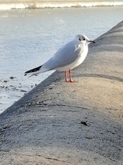 Chroicocephalus ridibundus