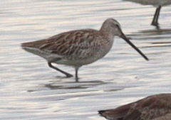 Limnodromus semipalmatus