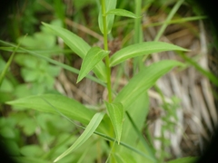 Digitalis lutea