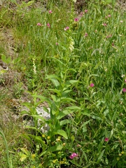 Digitalis lutea