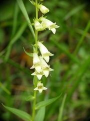 Digitalis lutea