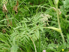 Peucedanum ostruthium