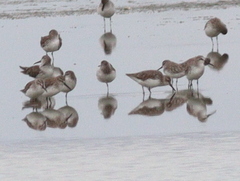 Calidris falcinellus