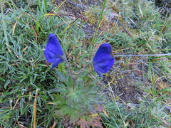Aconitum fukutomei