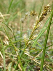 Carex arenaria