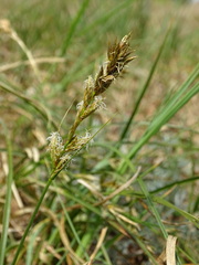 Carex arenaria