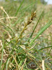 Carex arenaria