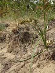 Carex arenaria