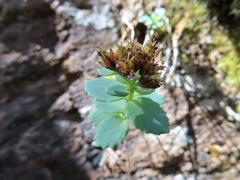 Phedimus subcapitatum