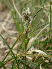 Carex arenaria