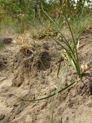 Carex arenaria