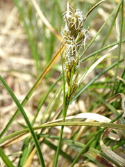 Carex arenaria