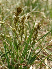 Carex arenaria