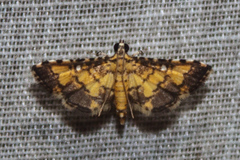 Nacoleia