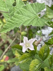 Convolvulus farinosus