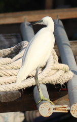 Egretta eulophotes