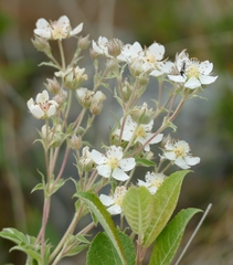 Potentilla alchimilloides