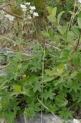 Potentilla alchimilloides