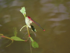 Pseudagrion pilidorsum