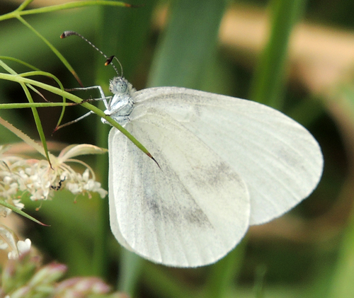 Wood White, Sint Pieter, Maastricht, Nederland, photo 10 of 10