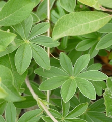 Potentilla alchimilloides