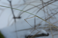 Poa nemoralis